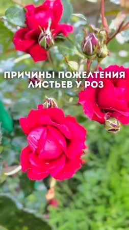 🌿 Причины пожелтения листьев у роз🌹