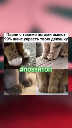 #котик #поззи #юмор