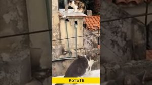 НОВЫЕ смешные видео с котятами 2025!!! 🐈 Видео смешных котов и котят для хорошего настроения! 😻