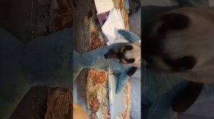 ГОРДАЯ ВЗМЕШИВАТЕЛЬНИЦА АКУЛЫ