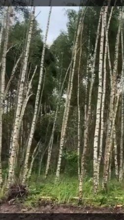 Наш клип на Forest будет на канале уже завтра!