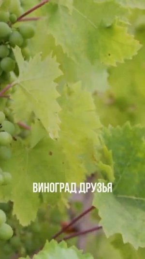 Какие продукты в Крыму ДЕШЕВЛЕ