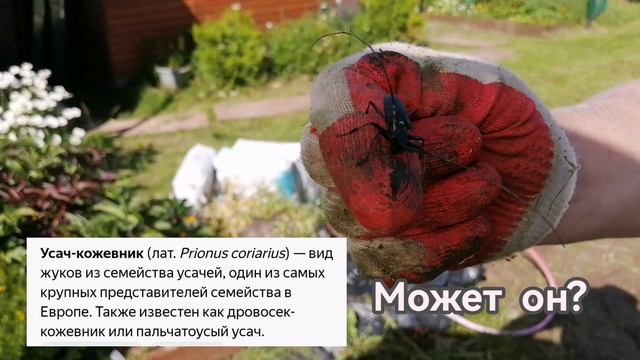 Необычный жук в подмосковье. Я угадала название?