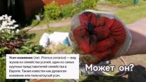 Необычный жук в подмосковье. Я угадала название?