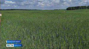 Поля для роста урожая и повышения качества семян в Усольском районе опрыскивают гуматом