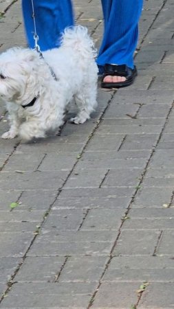 #собачка #short #shorts #margo #shortvideo #shortsvideo #dog #dogs #doglife #dogvideo #dogshort #joy