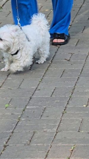 #собачка #short #shorts #margo #shortvideo #shortsvideo #dog #dogs #doglife #dogvideo #dogshort #joy