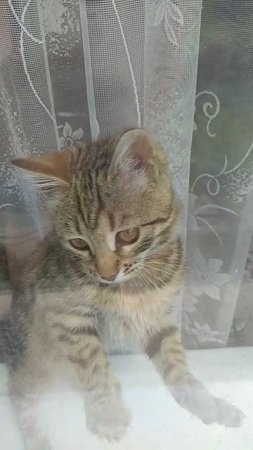 кошка Стешка