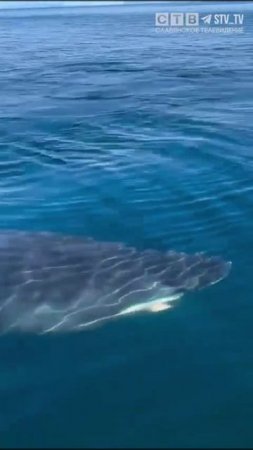 Приморцев шокировало видео с гигантской акулой в Андреевке