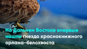 На Дальнем Востоке впервые нашли гнездо краснокнижного орлана-белохвоста