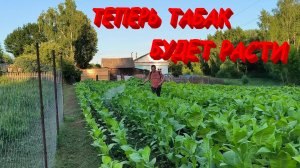 Новая ПОДКОРМКА ТАБАКА. У ПОМИДОРОВ ЗАВЯЛИ МАКУШКИ.Обрабатывем РОЗЫ ПОСЛЕ ДОЖДЕЙ. Наша ЖИЗНЬ В ДЕРЕВ