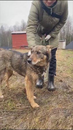 ДИНА…. Шесть долгих лет в приюте… а всё потому, что неяркая, в глаза людям не бросается