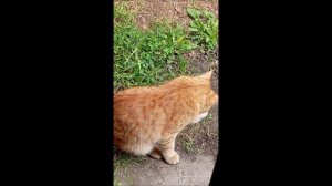 Кот. Кос