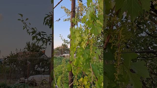 1000018146.mp4