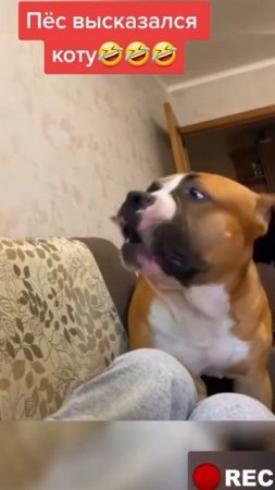 Пёс высказался коту
