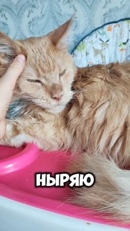 Простая инструкция #мейкун #cat #котофейка #красиваякошка #мейнкун #моякошка #кот #видосыоткота
