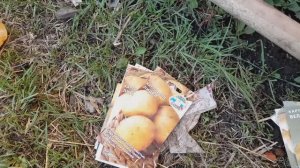 Посадка картофеля семечками