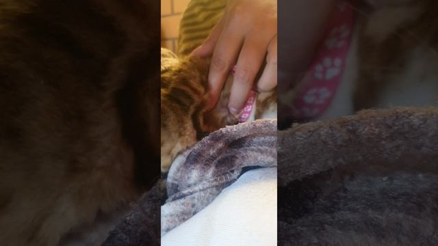 🧹🧺🐈 Процедуры для Мани Достаю клещей