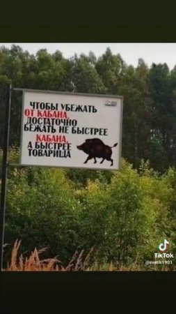 спасение от кабана