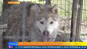 Дикие животные вблизи жилищь остались на самообеспечении