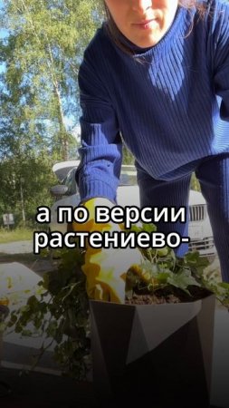 #фитодизайн #озеленение #комнатныерастения