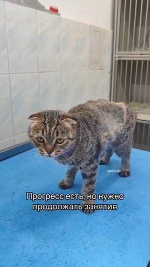 Спинальницу Фрею врачи пытаются поставить на лапы