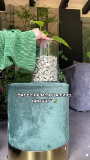 #озеленение #фитодизайн #комнатные растения