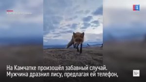 Лиса утащила телефон прямо из рук мужчины