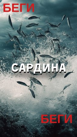 Опасное шоу океана!🎥🎥.mp4