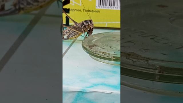 открываем дверь без ключа ча ча ча ча ча налетели как саранча