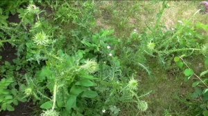 Чертополох и козлобородник