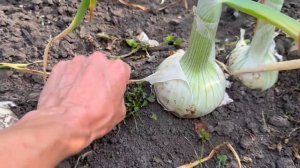 Что выросло на огороде в начале июля. Закупили краску для нового дома