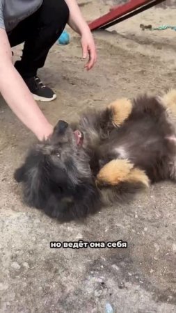 Лучик солнца и генератор счастья! | Молли