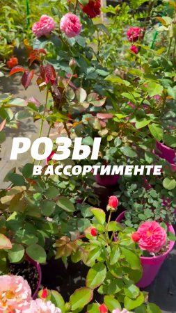 Розы в ассортименте в садовом центре «АртСад»