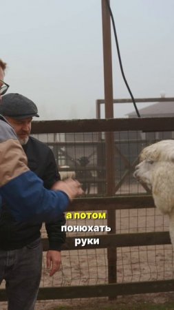 Почему у АЛЬПАКОВ самая ДОРОГАЯ в мире ШЕРСТЬ?...