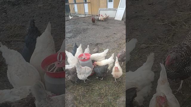 Вот такой у нас понедельник в деревне 🏡 Рыжий кот Фокс🐱 Лапа, куры🐔🐓 гуси🪿