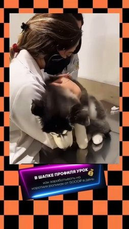 милые собачки. Dog_reaction_to_seeing_the_vet_#funny_#funnydog_#funnyvideo_#pets