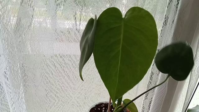 Мои растения🌱