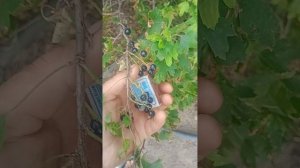 Ягода начало июля, 25г.