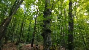 В лесу Старого Крыма