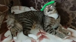 Играющий кот