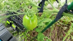 Такой громадной грозди у томата я ещё не видела