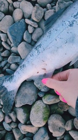 Рыбалка - это незабываемые впечатления! 🐟🎣💙 #nastikae #рыбалка #горбуша #ола