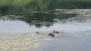 🦆вывела утят у самого дома