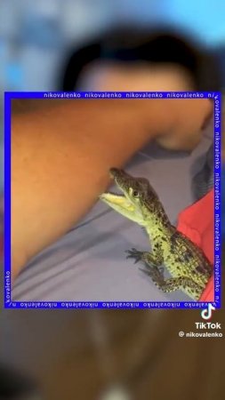 ПАХПЗПХАЗПЗПЗХПЗПЗПХПАХПАХПЗПЗПЗПХАПХ
#пхпхпх #ахзхзхзхзхз #Крокодильчик