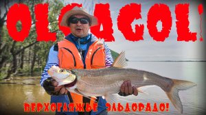 OLGAGOL - Верхогляжье эльдорадо!