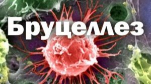 Бруцеллёздин виликпад кьан.  Цмурдал хуьруьн сход