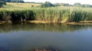 Краснопёрка ходит по поверхности