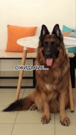собака сутулая #shorts