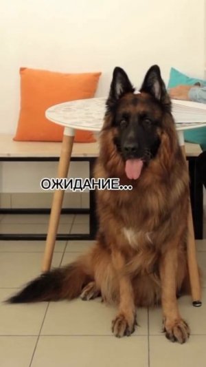 собака сутулая #shorts